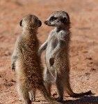 Meerkat Manor in the Kalahari Part 1 - 2