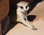 Meerkat Manor in the Kalahari Part 1 - 5