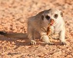 Meerkat Manor in the Kalahari Part 1 - 6