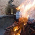 Meerkat Manor in the Kalahari Part 1 - 9