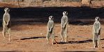 Meerkat Manor in the Kalahari Part 2 - 11