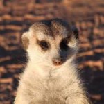 Meerkat Manor in the Kalahari Part 2 - 25