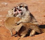 Meerkat Manor in the Kalahari Part 2 - 48