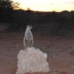 Meerkat Manor in the Kalahari Part 2 - 6